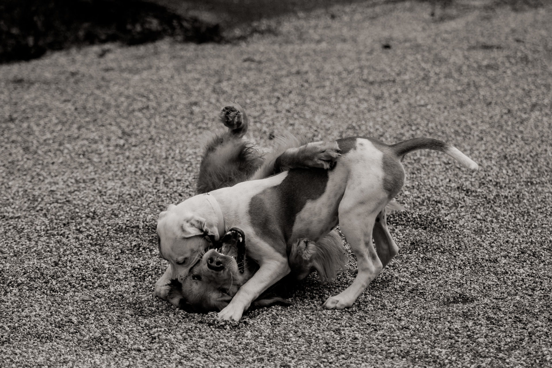 Tierfotograf Stuttgart-Hundeportraits-13