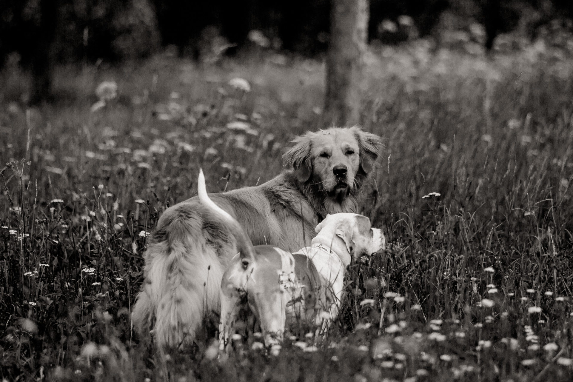 Tierfotograf Stuttgart-Hundeportraits-14