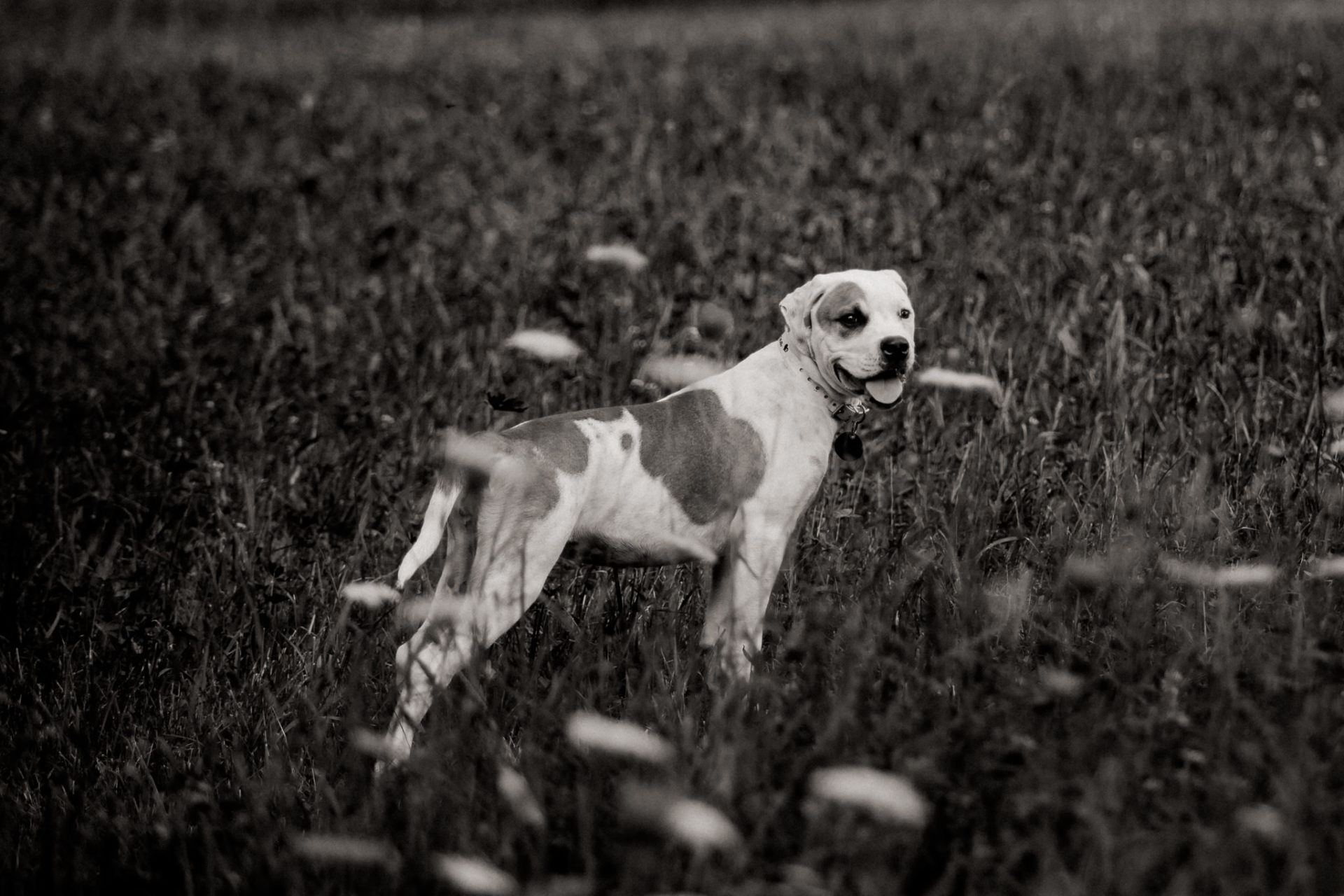 Tierfotograf Stuttgart-Hundeportraits-15