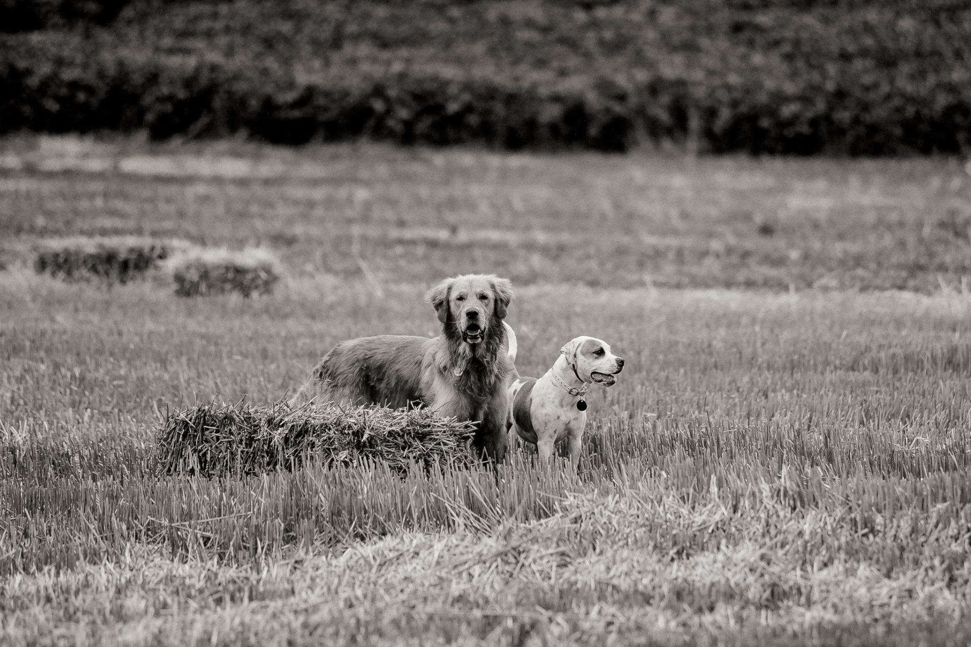 Tierfotograf Stuttgart-Hundeportraits-16