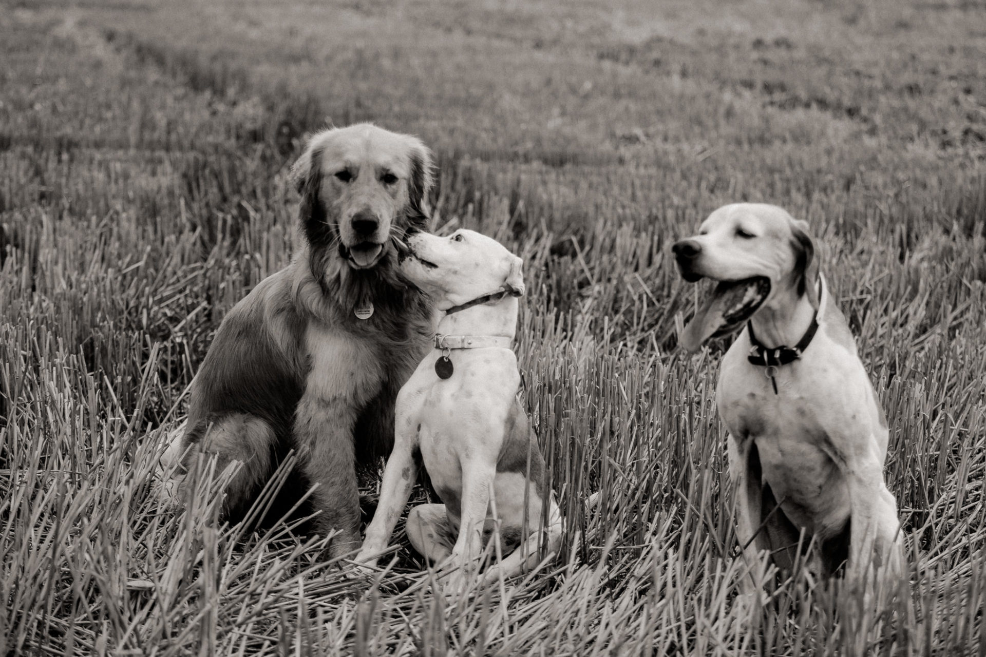 Tierfotograf Stuttgart-Hundeportraits-17