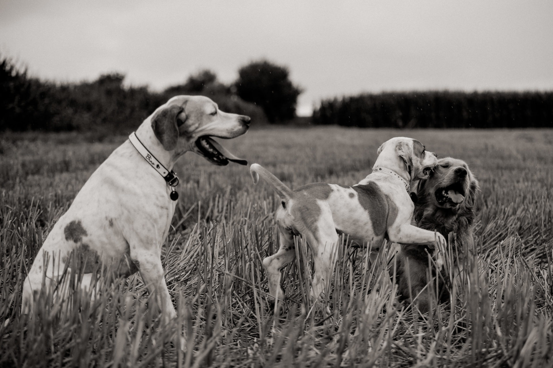 Tierfotograf Stuttgart-Hundeportraits-18