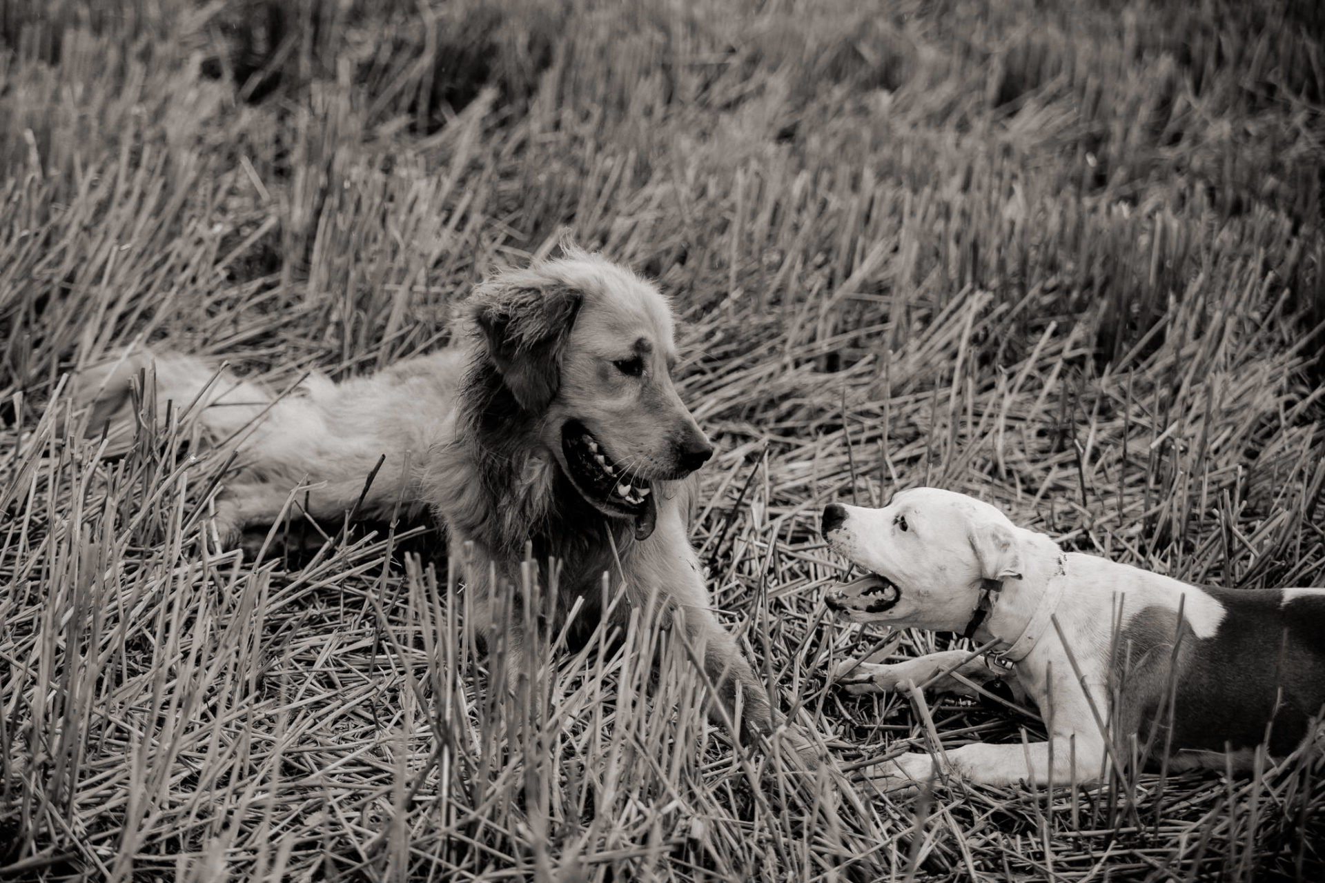 Tierfotograf Stuttgart-Hundeportraits-19
