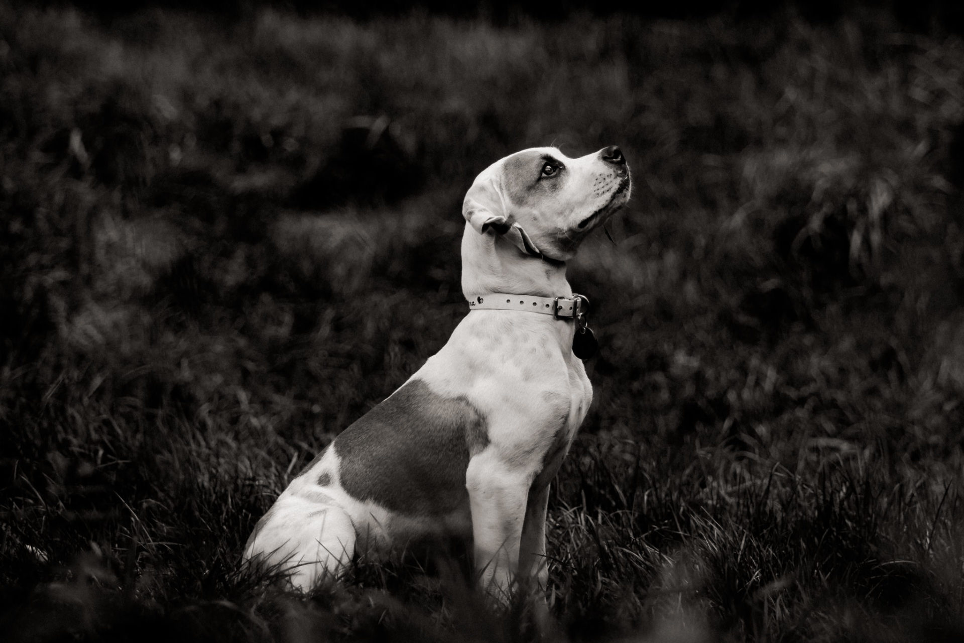 Tierfotograf Stuttgart-Hundeportraits-2