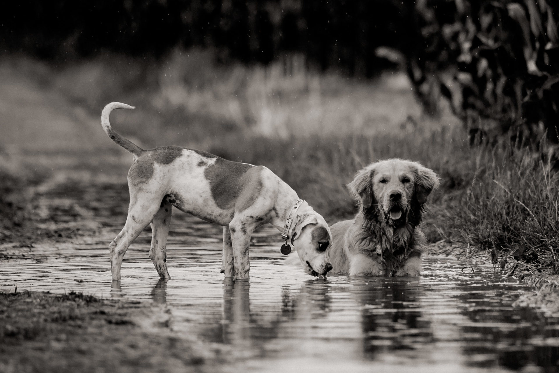 Tierfotograf Stuttgart-Hundeportraits-20