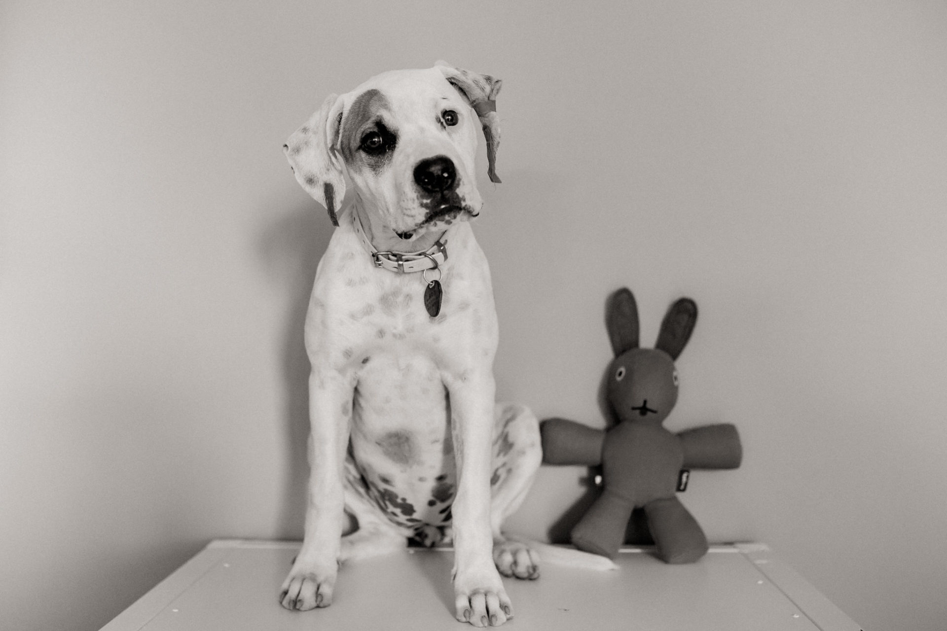 Tierfotograf Stuttgart-Hundeportraits-21