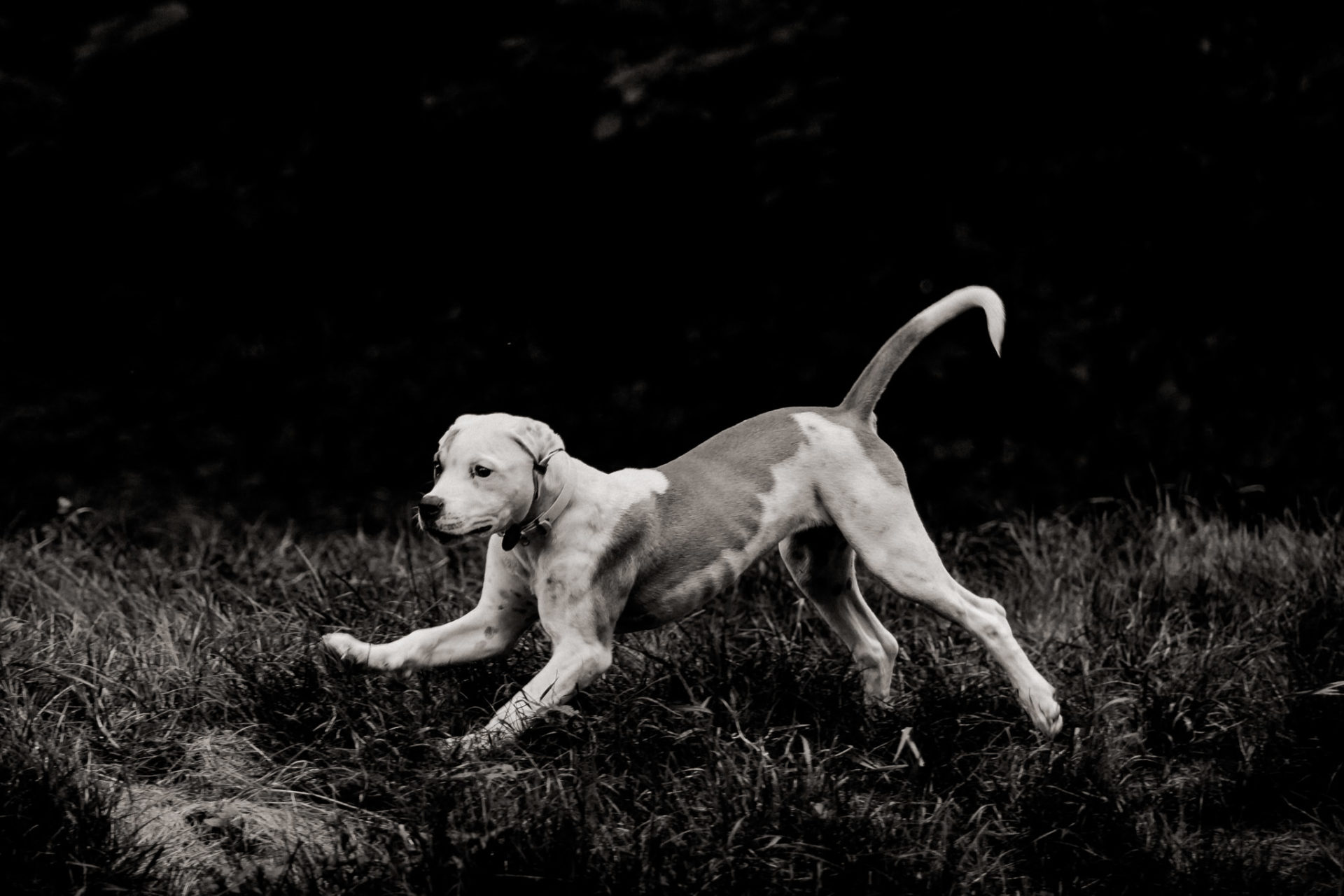 Tierfotograf Stuttgart-Hundeportraits-3