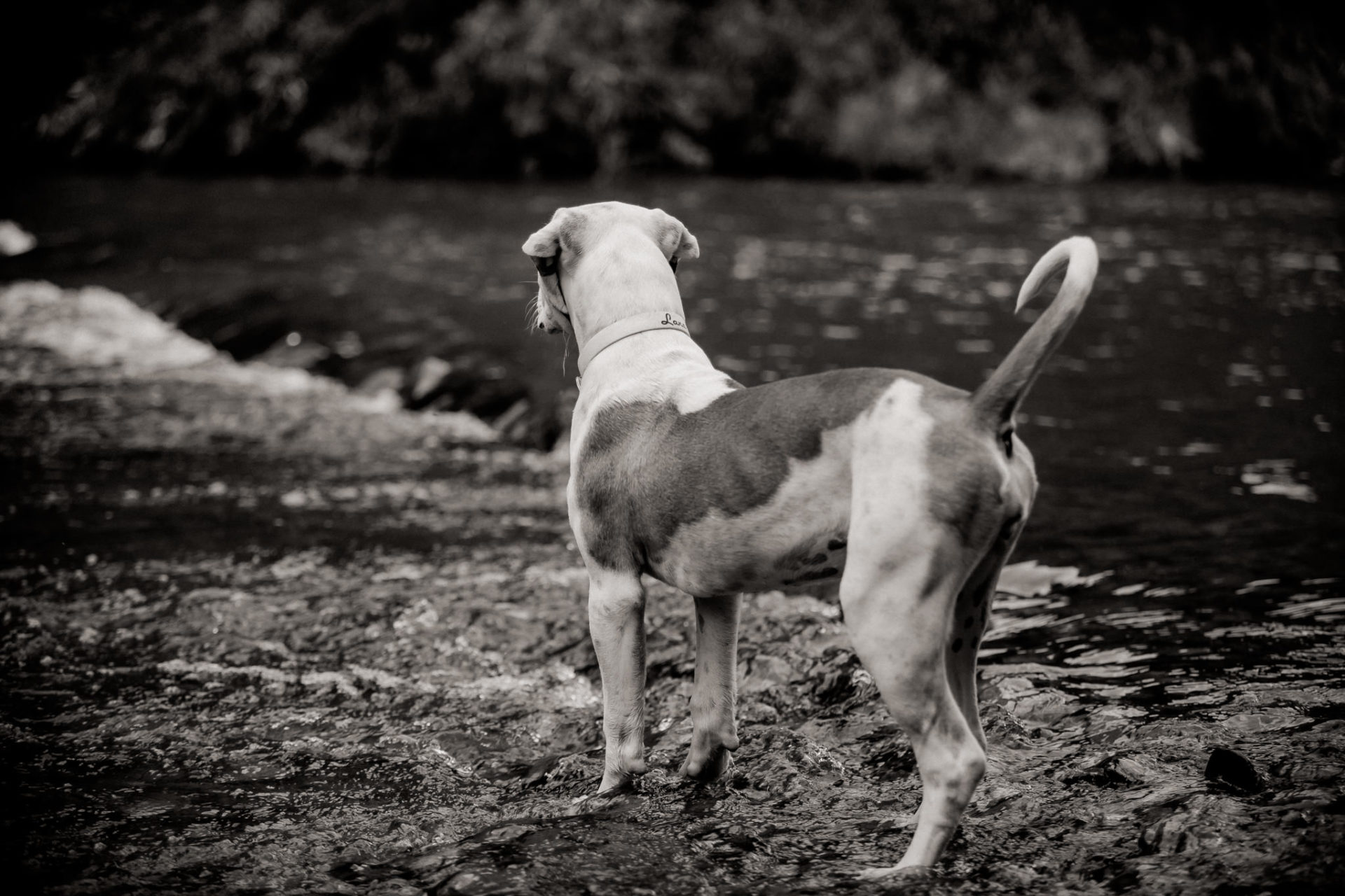 Tierfotograf Stuttgart-Hundeportraits-4