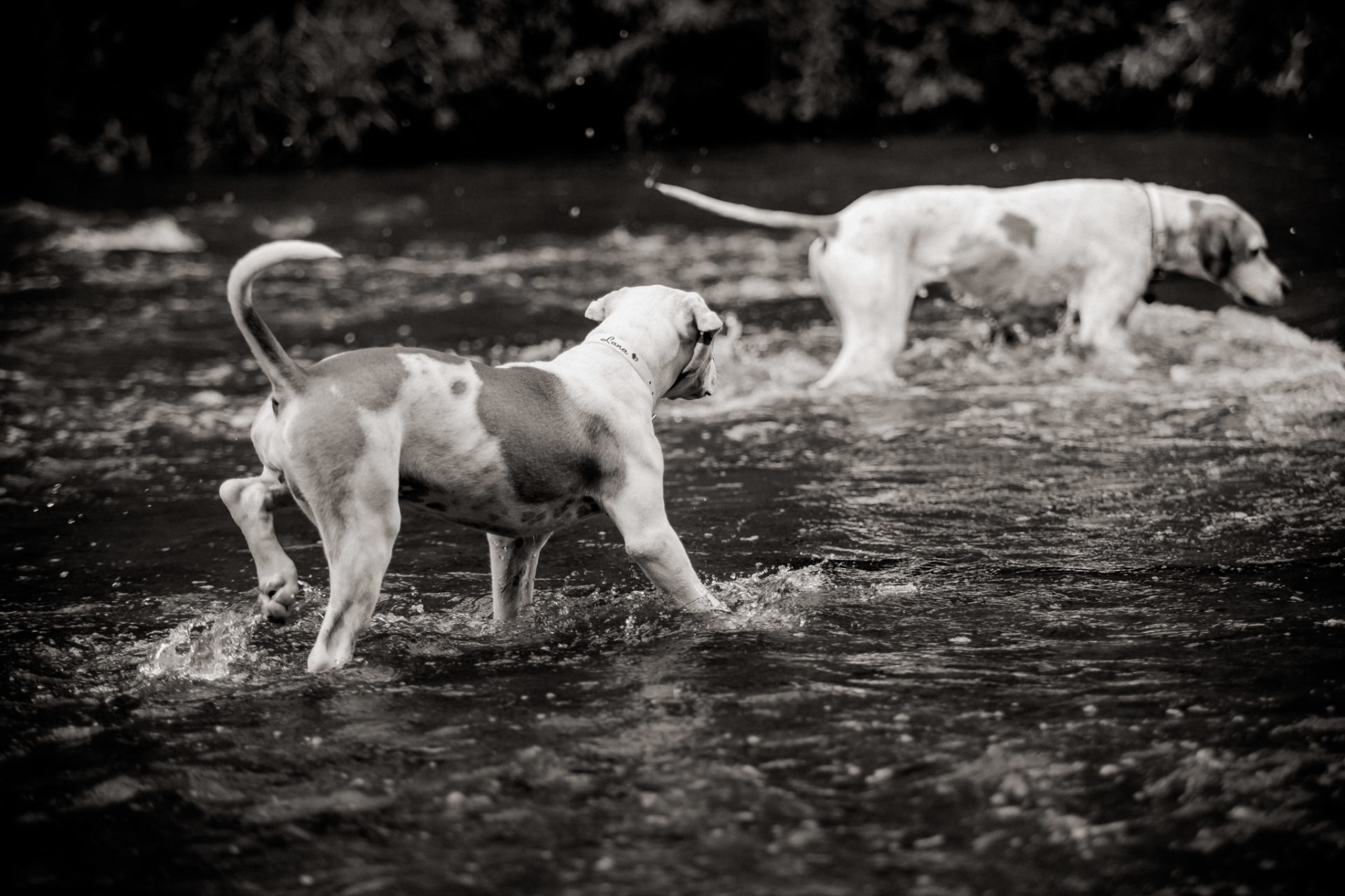 Tierfotograf Stuttgart-Hundeportraits-5