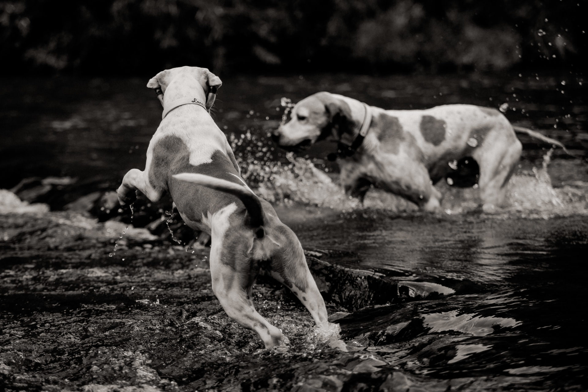 Tierfotograf Stuttgart-Hundeportraits-6