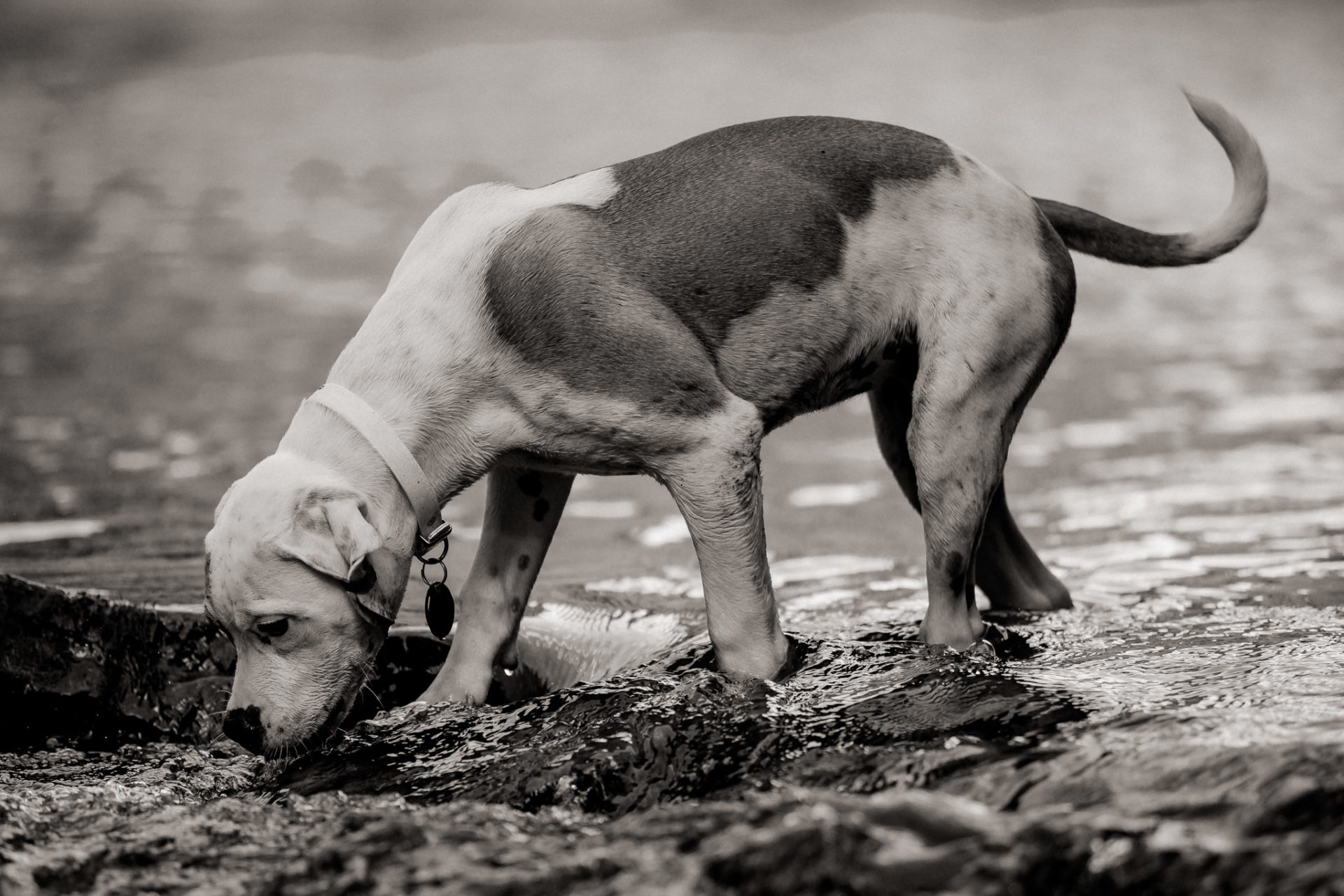 Tierfotograf Stuttgart-Hundeportraits-7