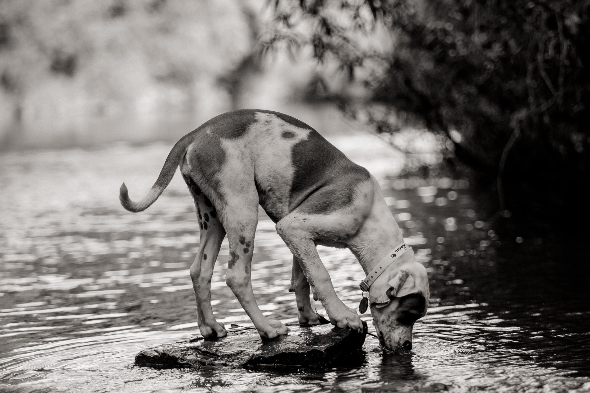 Tierfotograf Stuttgart-Hundeportraits-8
