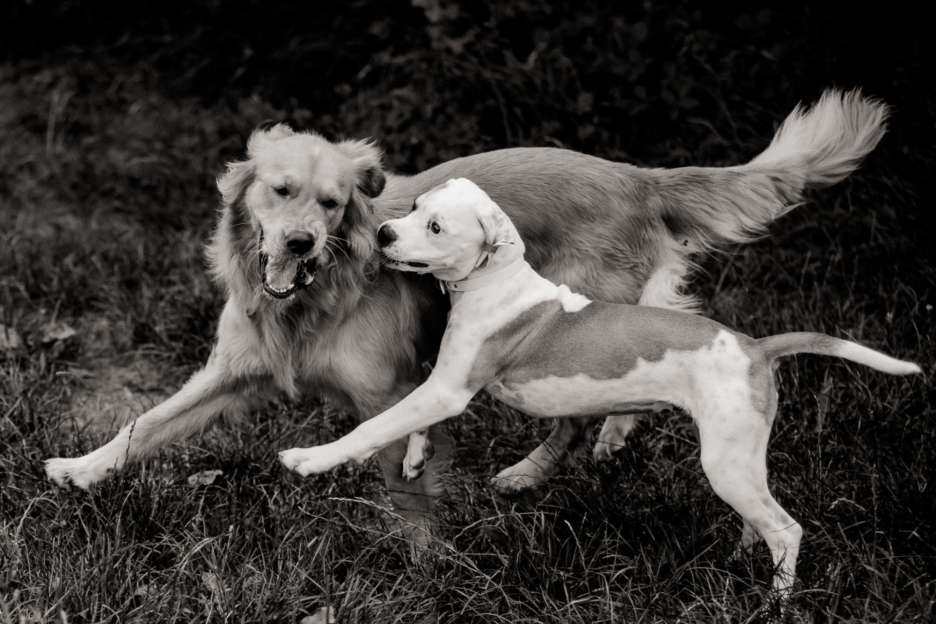 Tierfotograf Stuttgart-Hundeportraits-9