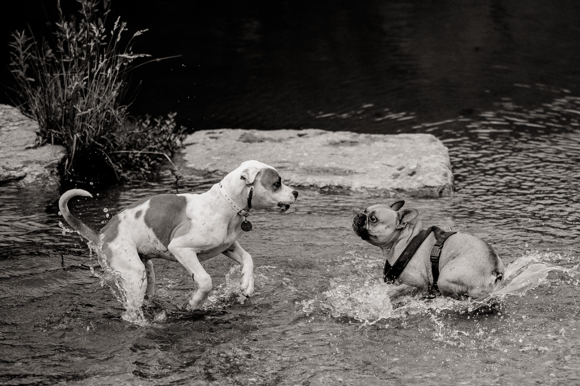 tierfotograf-stuttgart-welpenfotos-1