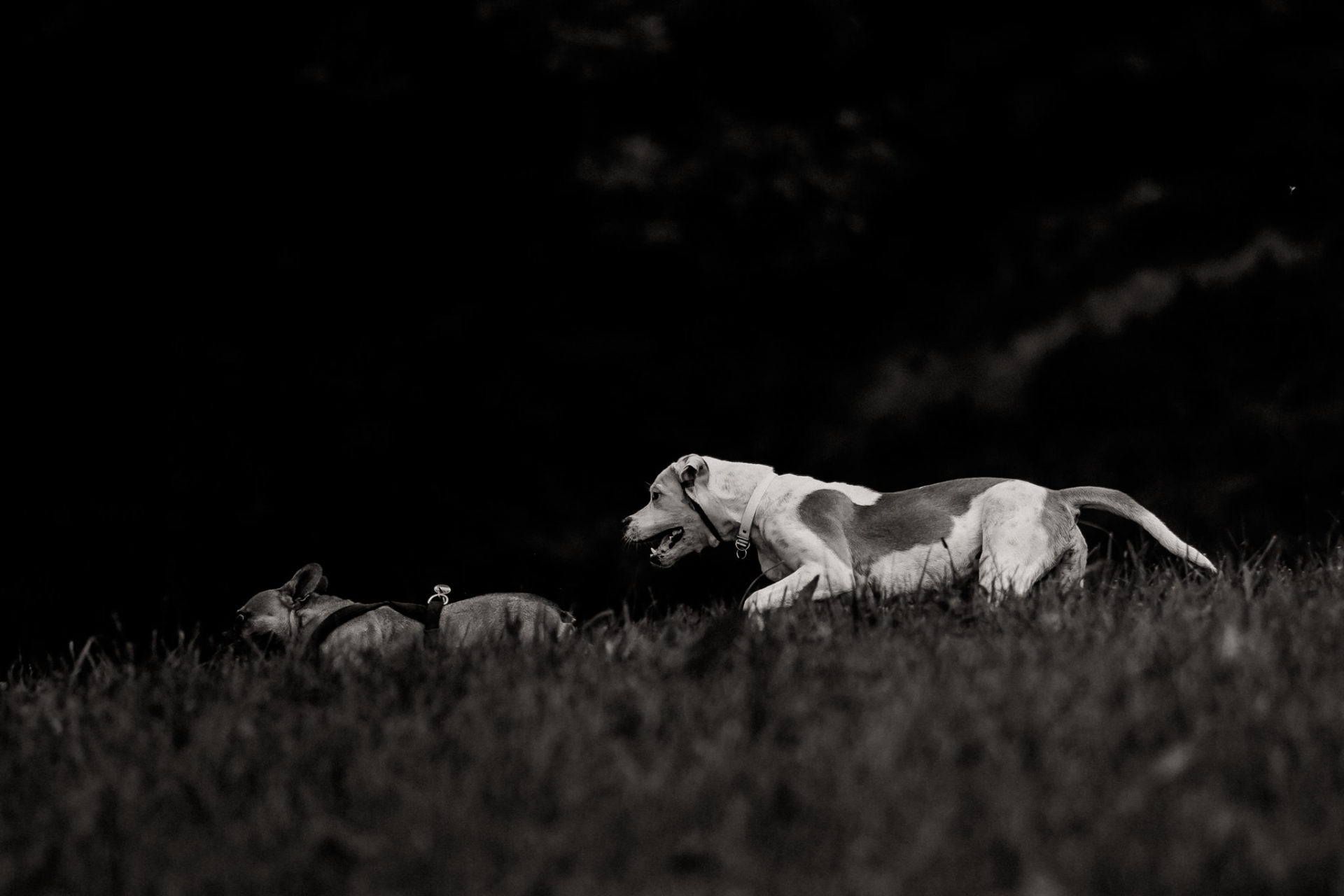 tierfotograf-stuttgart-welpenfotos-10