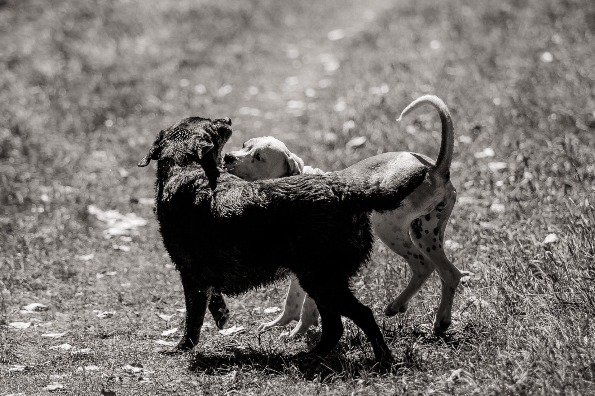 tierfotograf-stuttgart-welpenfotos-12