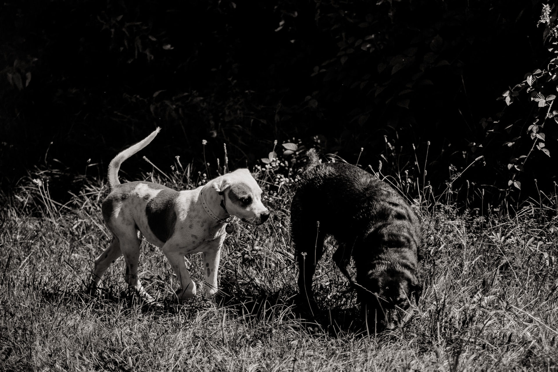 tierfotograf-stuttgart-welpenfotos-13