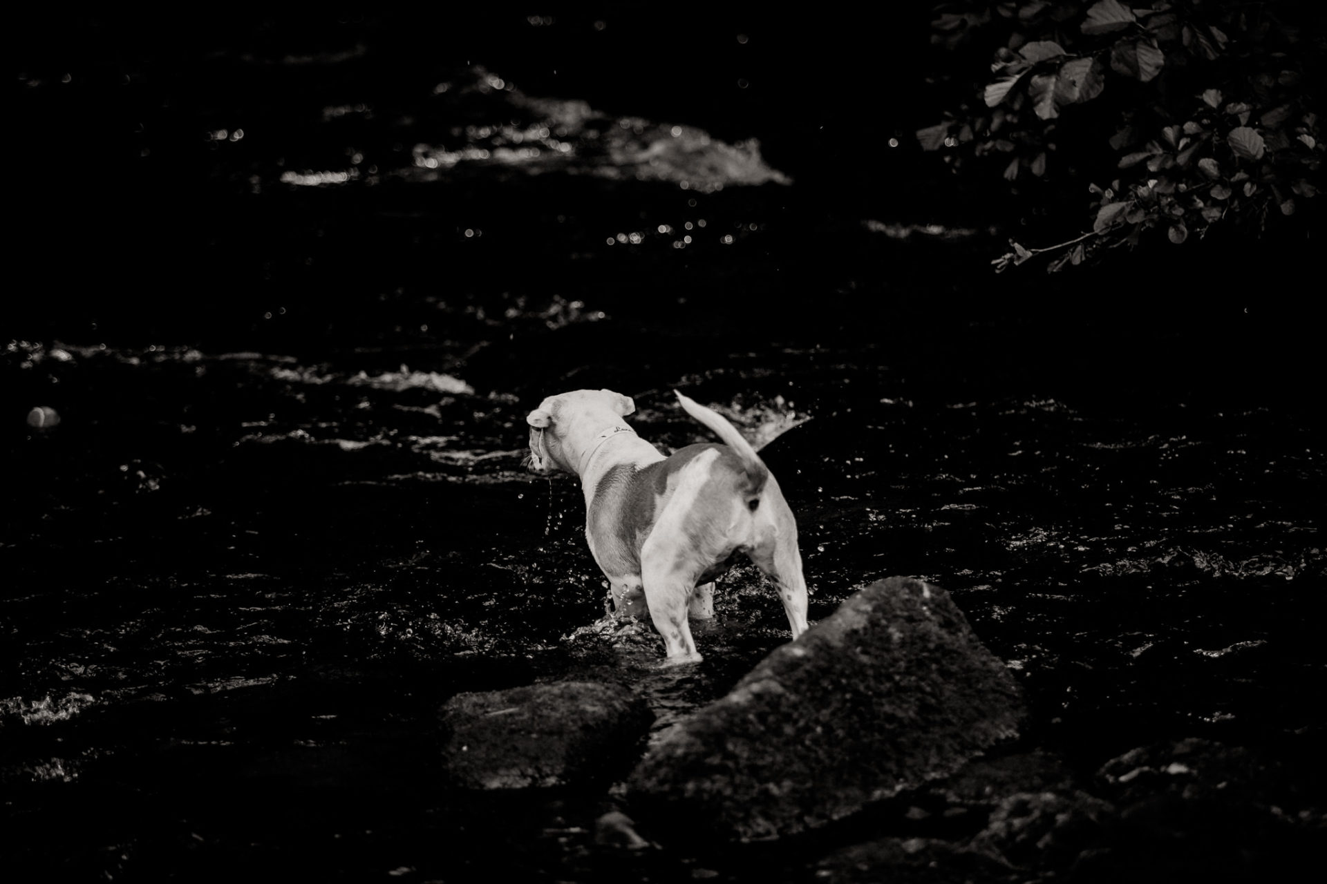 tierfotograf-stuttgart-welpenfotos-14