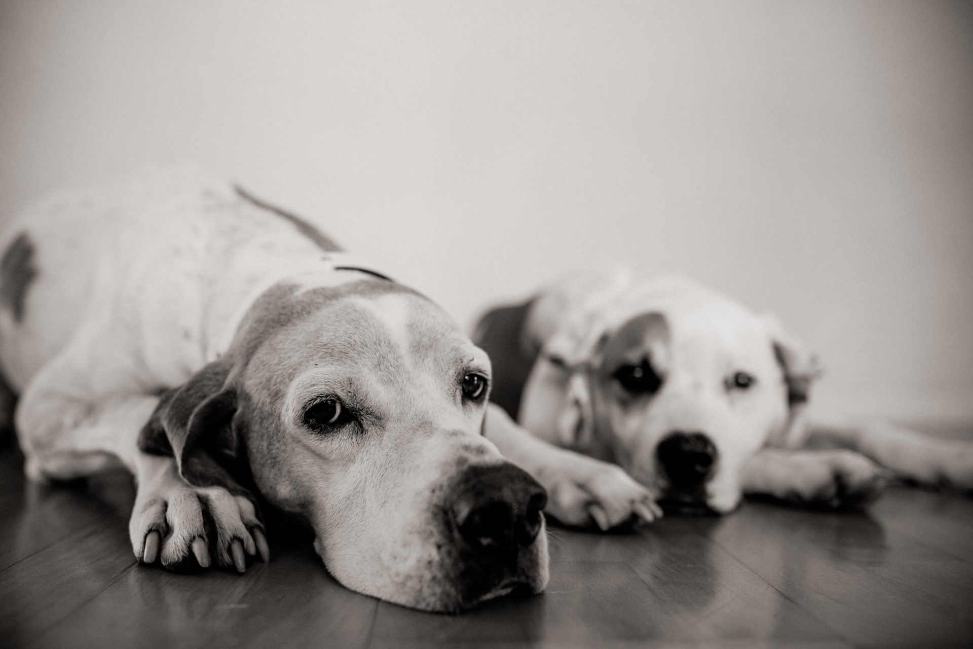 tierfotograf-stuttgart-welpenfotos-19