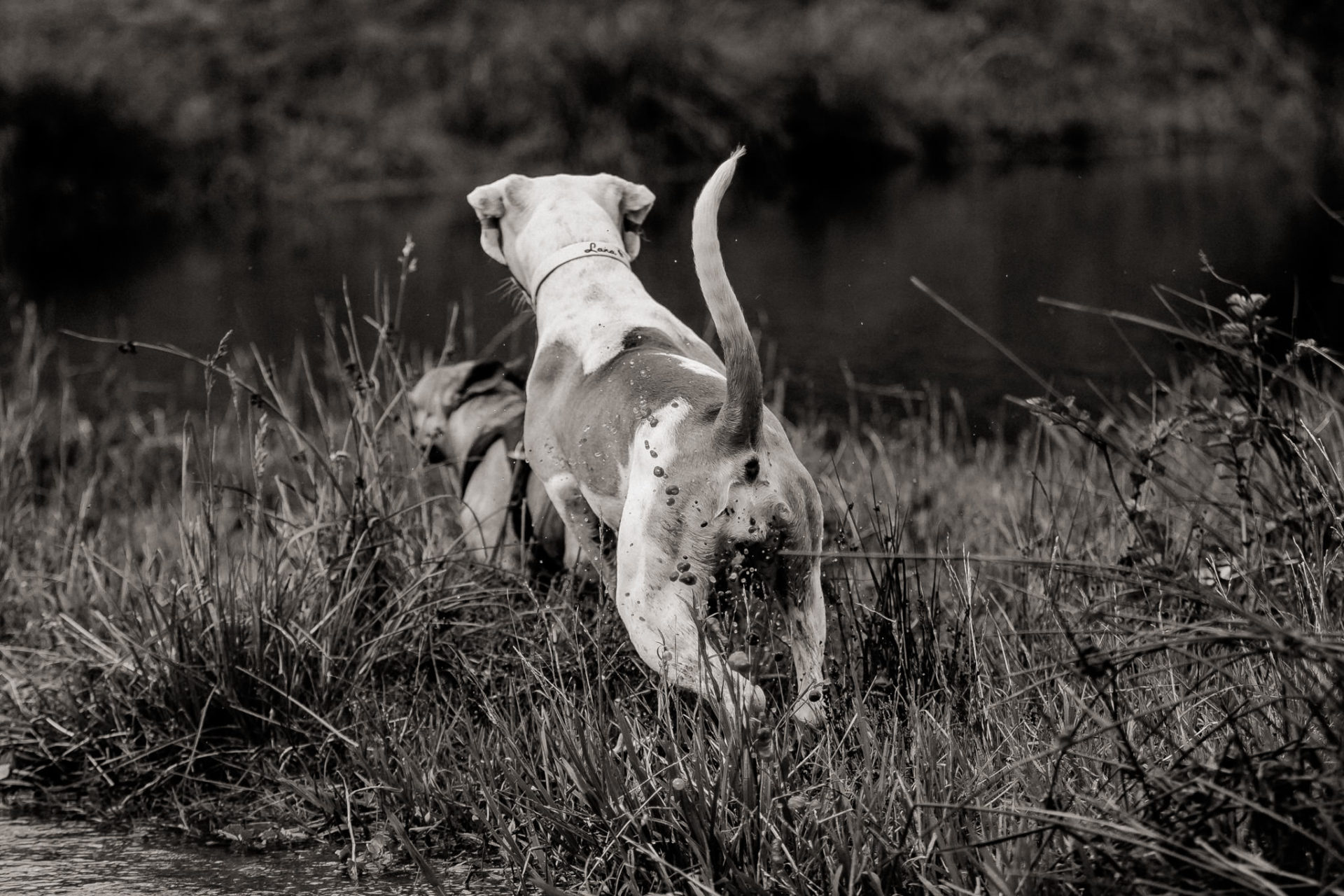 tierfotograf-stuttgart-welpenfotos-2
