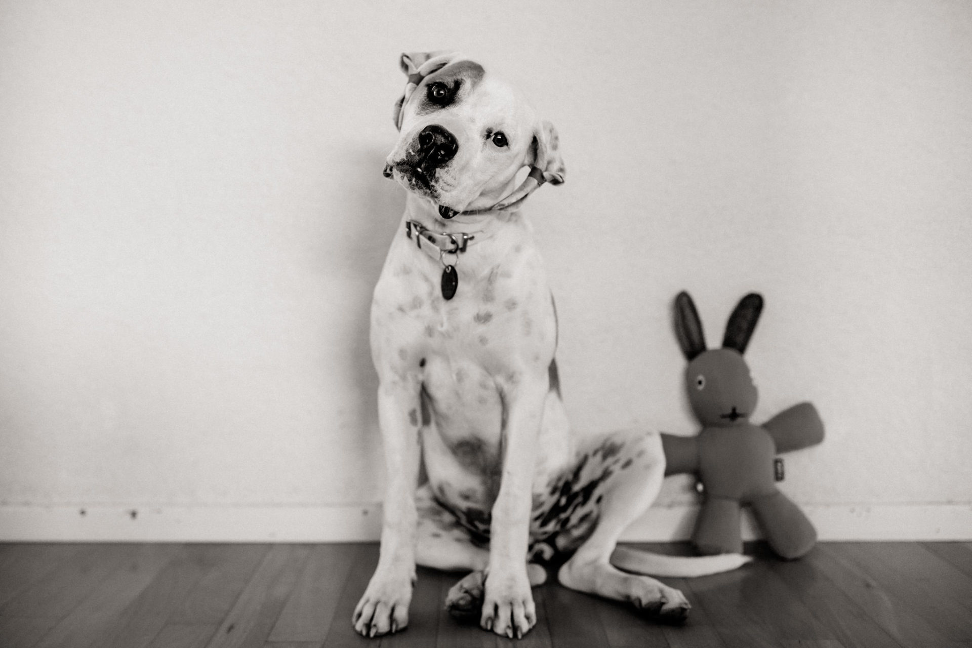 tierfotograf-stuttgart-welpenfotos-20