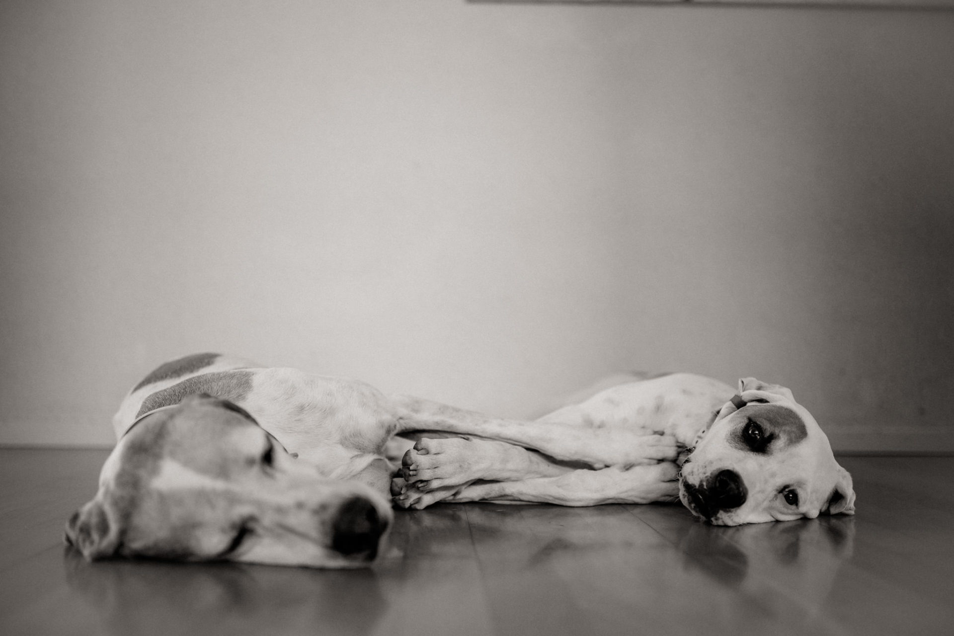 tierfotograf-stuttgart-welpenfotos-21