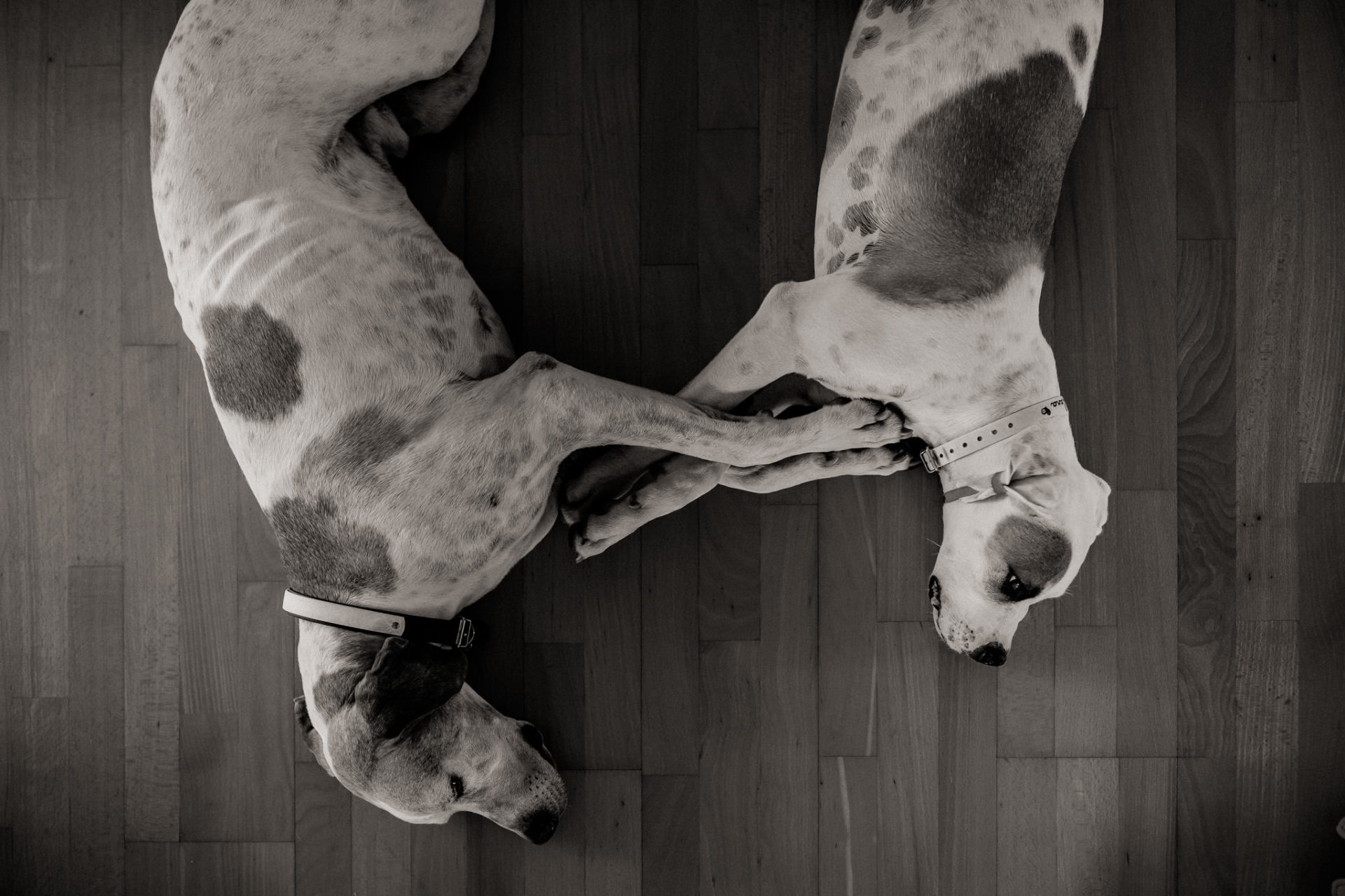 tierfotograf-stuttgart-welpenfotos-22