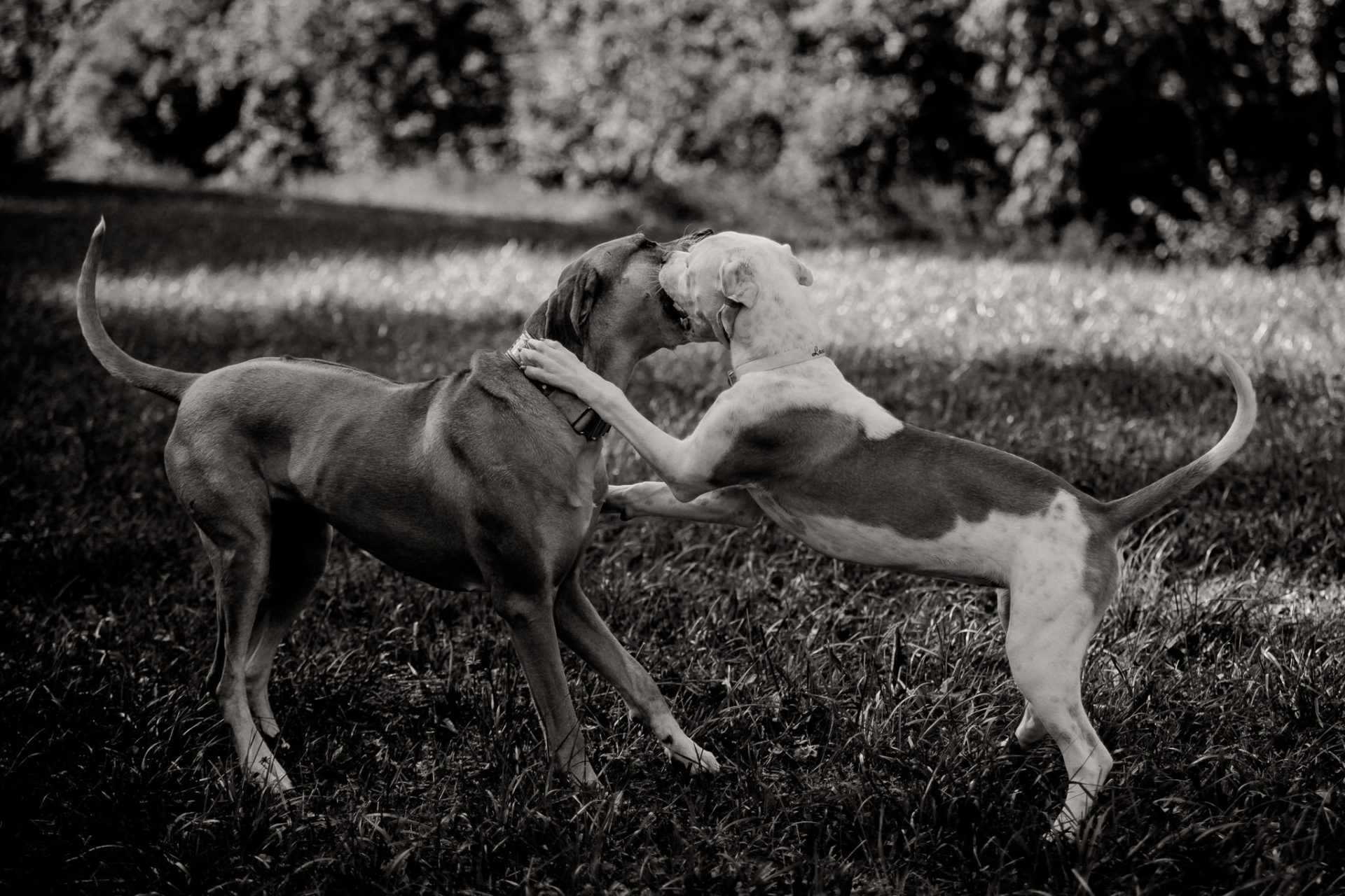 tierfotograf-stuttgart-welpenfotos-23