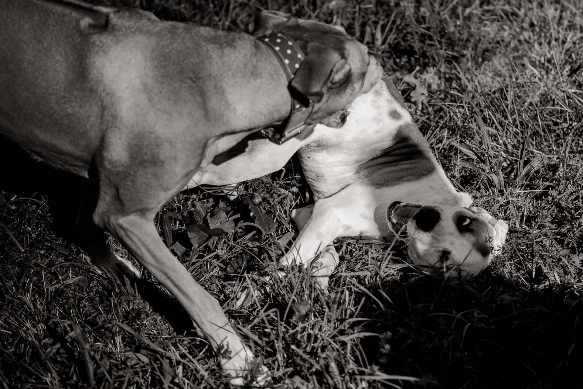 tierfotograf-stuttgart-welpenfotos-24