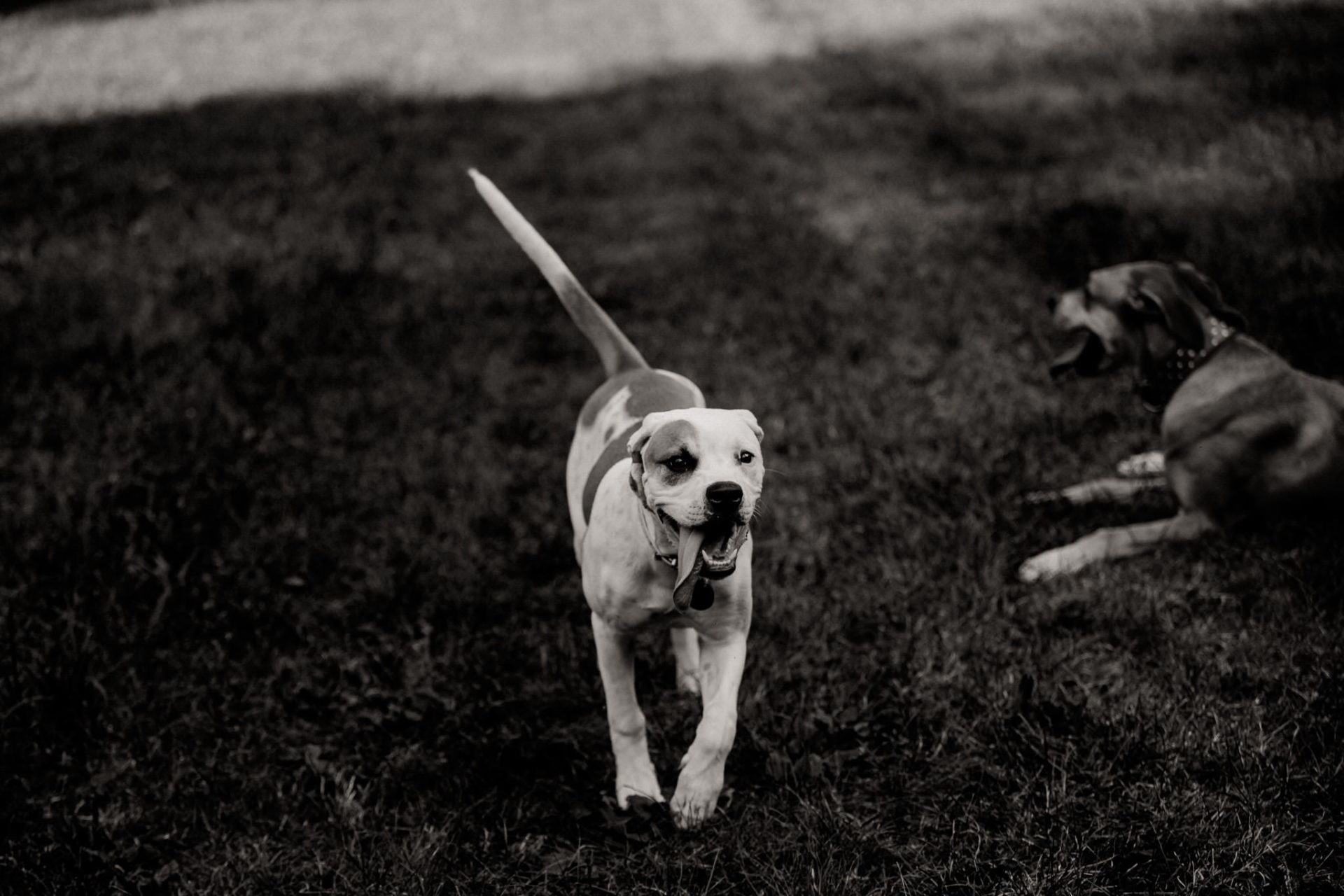 tierfotograf-stuttgart-welpenfotos-25