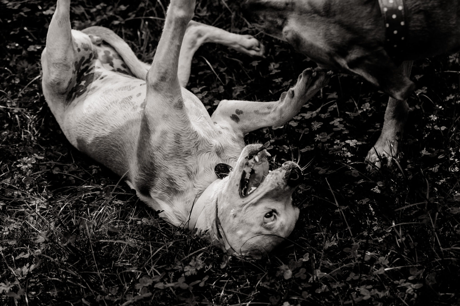 tierfotograf-stuttgart-welpenfotos-26