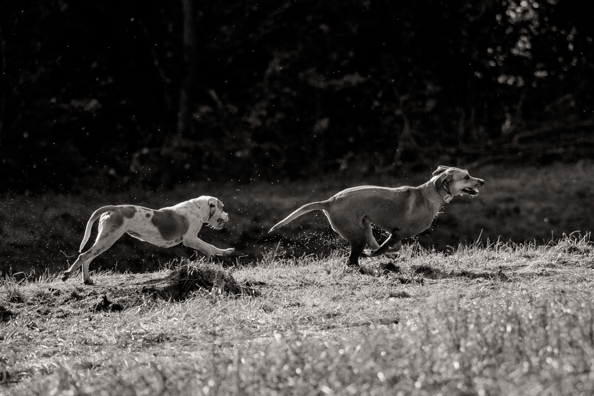 tierfotograf-stuttgart-welpenfotos-27