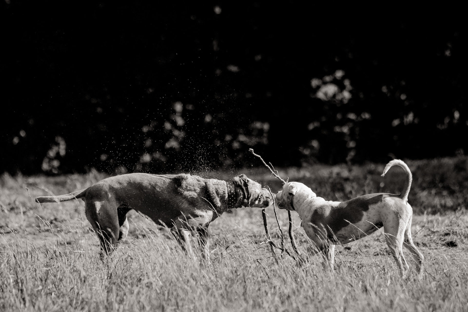 tierfotograf-stuttgart-welpenfotos-28