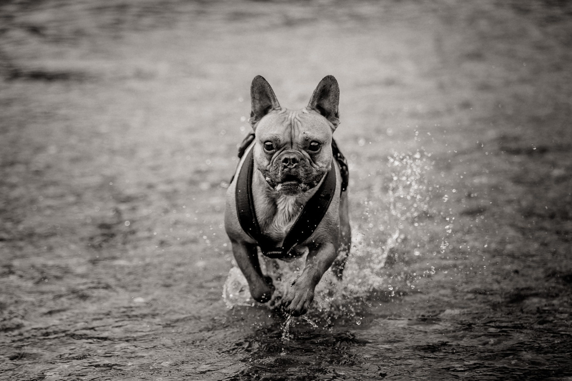 tierfotograf-stuttgart-welpenfotos-4